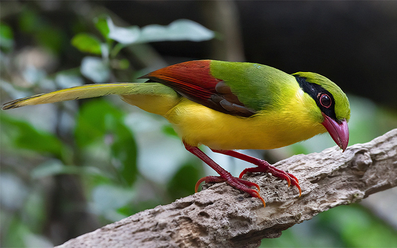 Indochinese Green Magpie at Deo Nui San (Di Linh), Southern Vietnam.